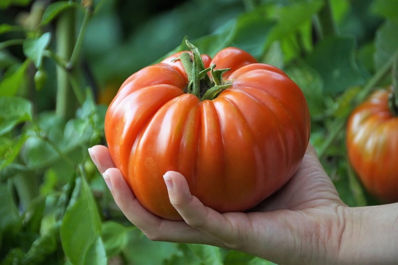 Giant vegetables